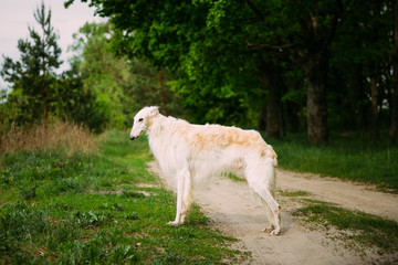 Obraz na płótnie Canvas White Russian Wolfhound Dog, Borzoi, Hunting dog, Sighthound sta