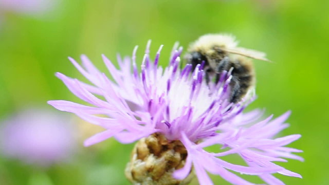 Bee landing on a thistle flower and flying of again. Thistle is moving in the wind. Limited depth of field. Macro footage. 