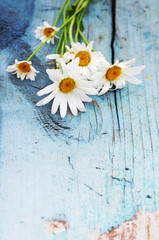 Field camomiles on the painted blue wooden surface.