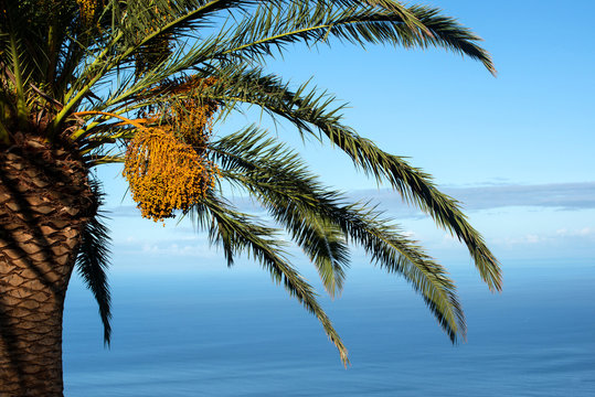 Dattelpalme am Meer ,Insel La Palma Kanaren