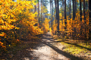 Fall sunny forest