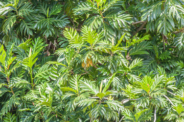 Fototapeta premium l'arbre à pain, artocarpus alitais, île de la Réunion