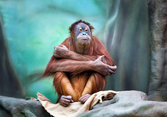 Female orangutan portrait - obrazy, fototapety, plakaty