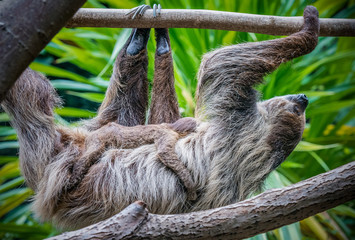 Fototapeta premium Faultier Mutter mit 1 Monat altem Baby