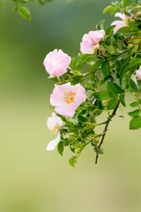 Beautiful blooming wild rose bush