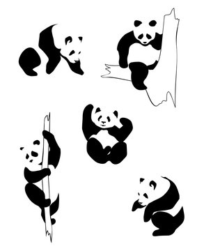 Pandas in different positions