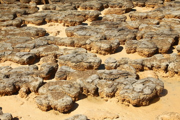 Stromatolites in Shark Bay, Australia