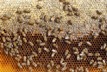 Honey Bees Working / Bees inside a beehive