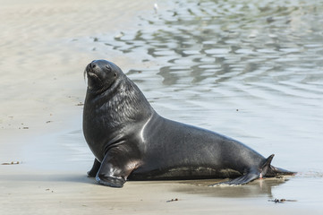 Fototapeta premium Sea Lion