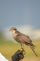 Falcon Training