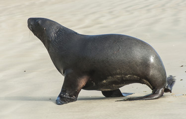 Obraz premium Sea Lion