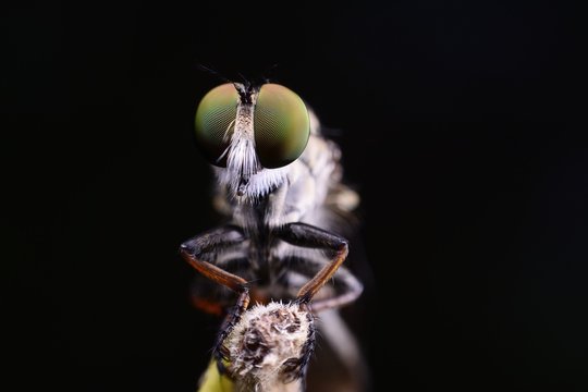 Robber Fly