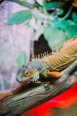 большая игуана на ветке в террариуме