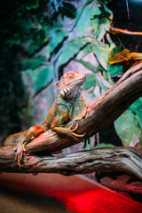 игуана в террариуме с закрытыми глазами на ветке