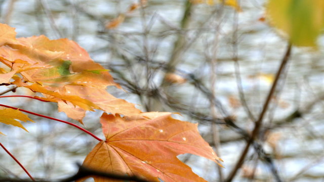Yellow maple leaves and water in a pond in autumn