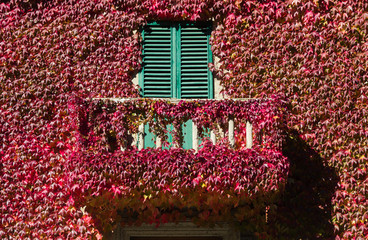 Balcone e finestre ricoperti dall'edera