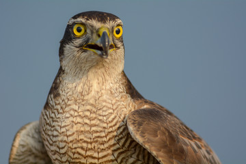 Head shot of Falcon
