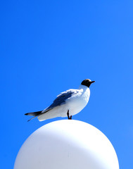 Möwe weiß-blau