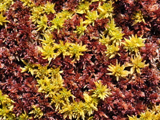 Different sphagnum mosses growing together