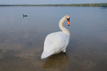 Swan are floating away. (Pisochne ozero, Ukraine)