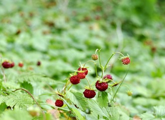 Wild strawberry field