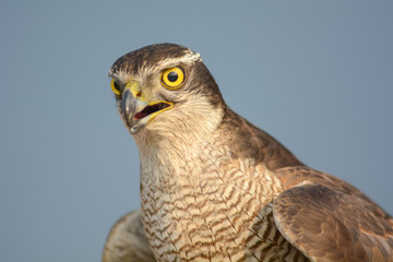 Head shot of Falcon