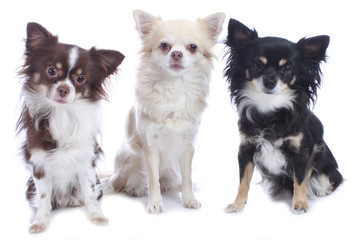 Gruppe von drei Chihuahua Hunden