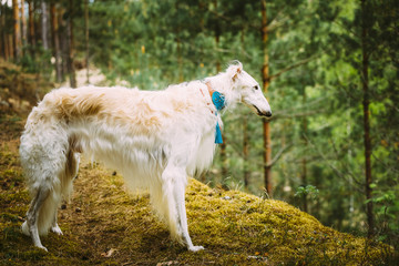 Fototapeta premium White Russian Dog, Borzoi, Hunting dog in Spring Summer Forest. 
