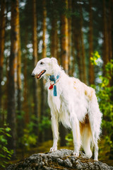 White Russian Borzoi, Hunting Dog standing on a rock in forest