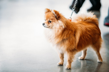 Pomeranian Puppy Spitz Dog On Floor
