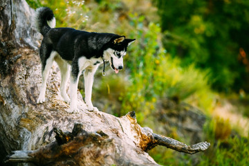 Young Happy Husky Eskimo Dog Sitting On Trunk Of A Fallen Tree © Great Brut Here
