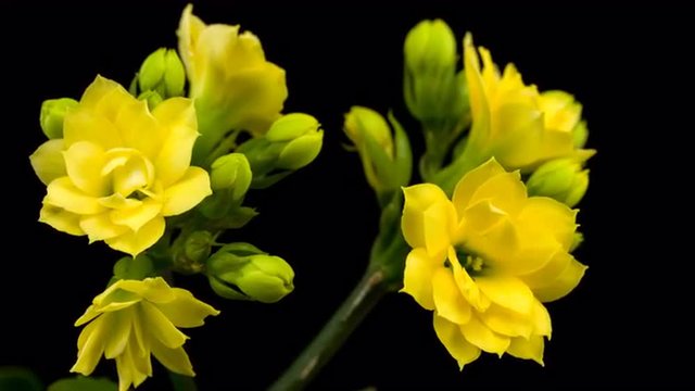 Time lapse of the yellow flower Kalanchoe blossoming on black background