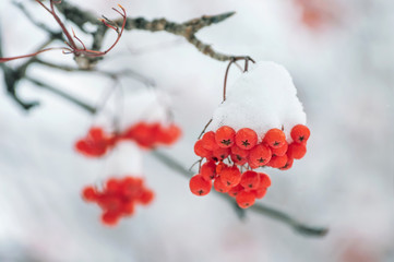 Mountain ash clusters in snow