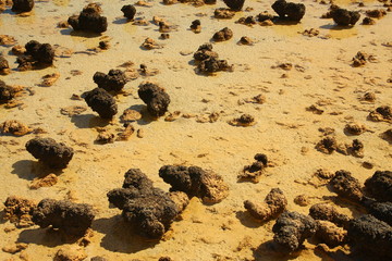 Stromatolites in Shark Bay, Australia