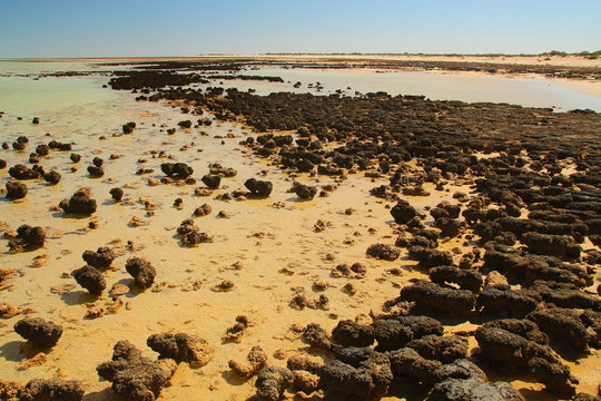 Stromatolites in Shark Bay, Australia