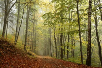 Path through the autumnal beech forest