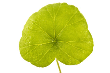 Fototapeta na wymiar geranium single leaf isolated on white background