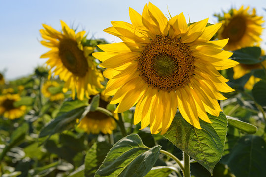 Bright sunflowers © Mny-Jhee