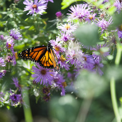 butterfly on a wildflower 