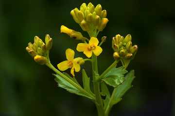 Fototapeta premium Barbarea vulgaris flowers in spring. Low-key.