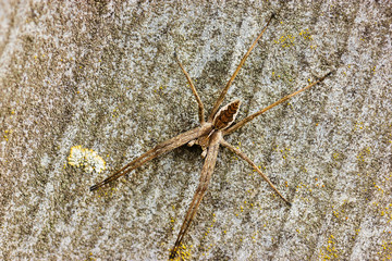 The nursery web spider Pisaura mirabilis