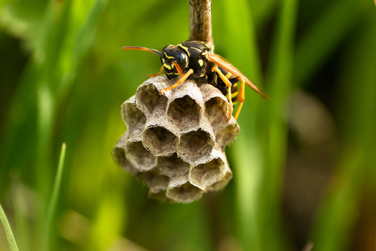 The yellow jacket wasp on the nest in grass