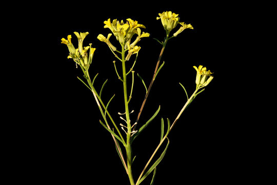 Fototapeta Sisymbrium isolated on black background
