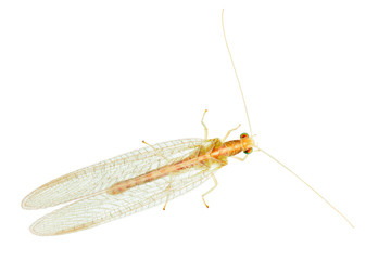 lacewing