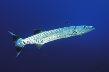 Barrakuda