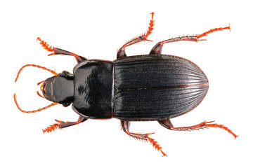 Harpalus