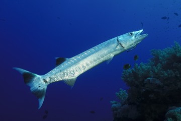 Barrakuda