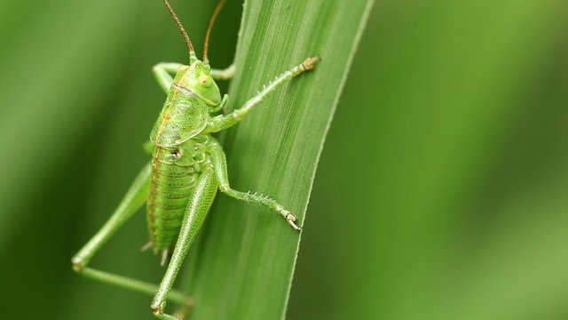 Common Green Grasshopper (Omocestus viridulus) resting on leaf
