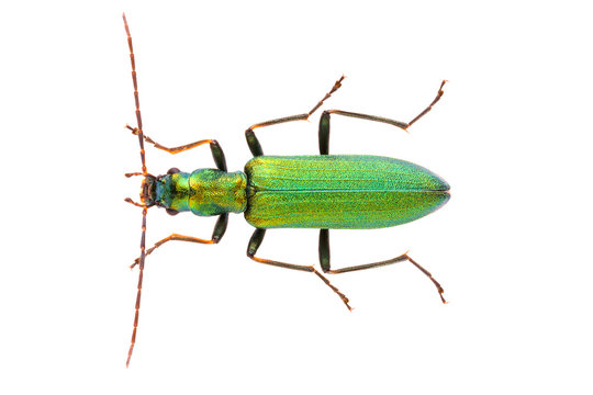 Chrysanthia viridissima