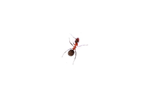 Close up of a fire ant isolated on white background